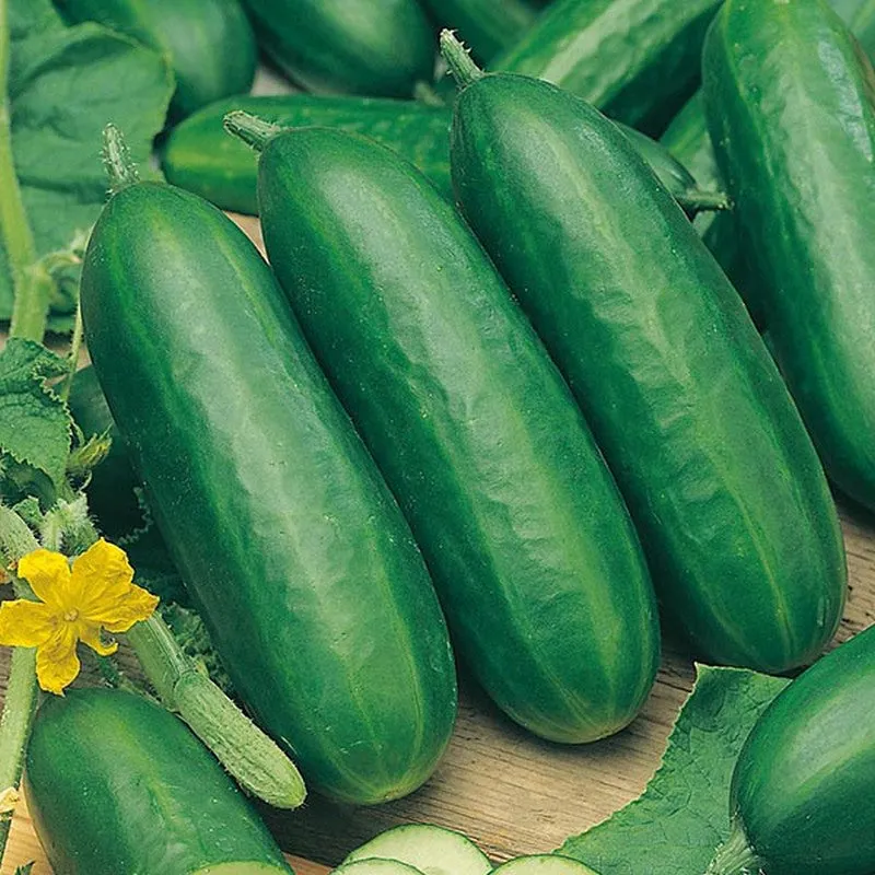 Johnsons Cucumber Socrates F1 Seeds