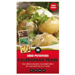 Kapiteyn 10 Caledonian Pearl First Early Seed Potatoes