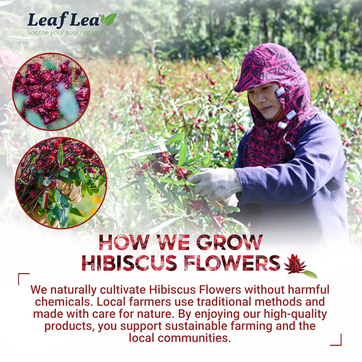 LeafLea 80 Natural Hibiscus Tea Bags, Pure Hibiscus Flowers, Supports Heart Health & Lowers Blood Pressure, Red Hibiscus Tea Bags, Te de Hibisco Natural, Sugar-Free, Caffeine-Free, Non-GMO, Pack of 2