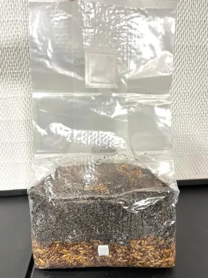 Manure Loving Magical 5 lb Mushroom All in One Grow Bag with Injection Port and Breathable Filter