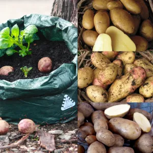 The Perfect Potato Bag Combo