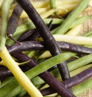 Tricolour Bean Blend