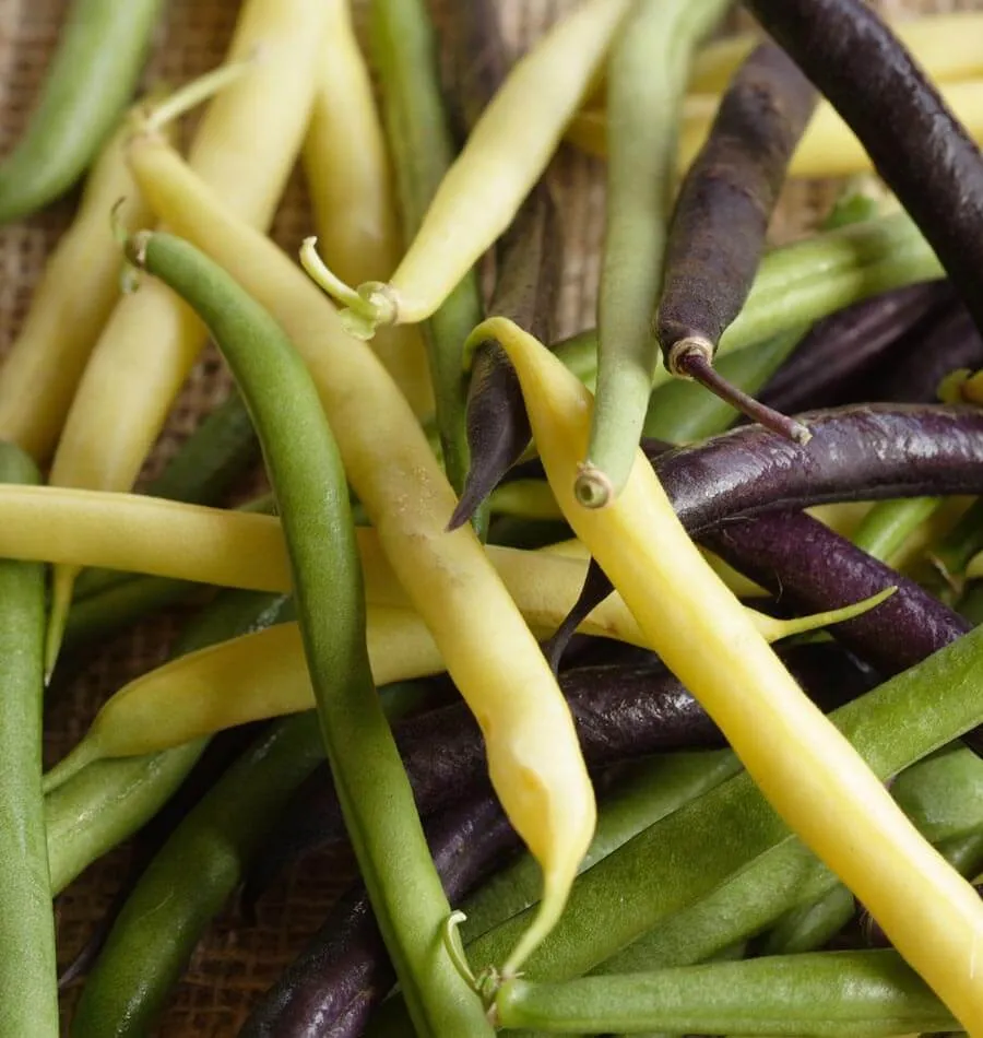 Tricolour Bean Blend